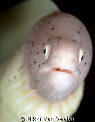 Peppered moray eel taken at Nabq park with E300 and 105mm... by Nikki Van Veelen 
